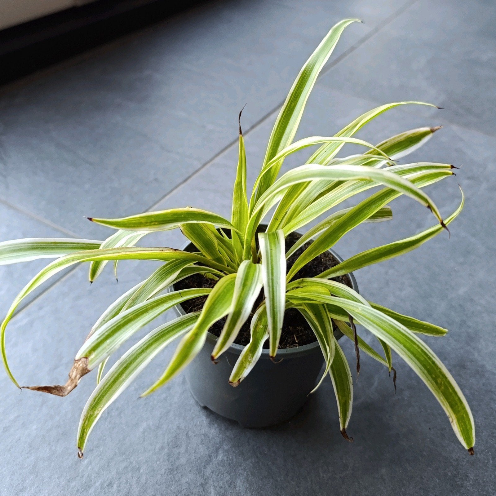 Gratis graslelie plantjes, Ophalen, Overige soorten, Halfschaduw, Minder dan 100 cm
