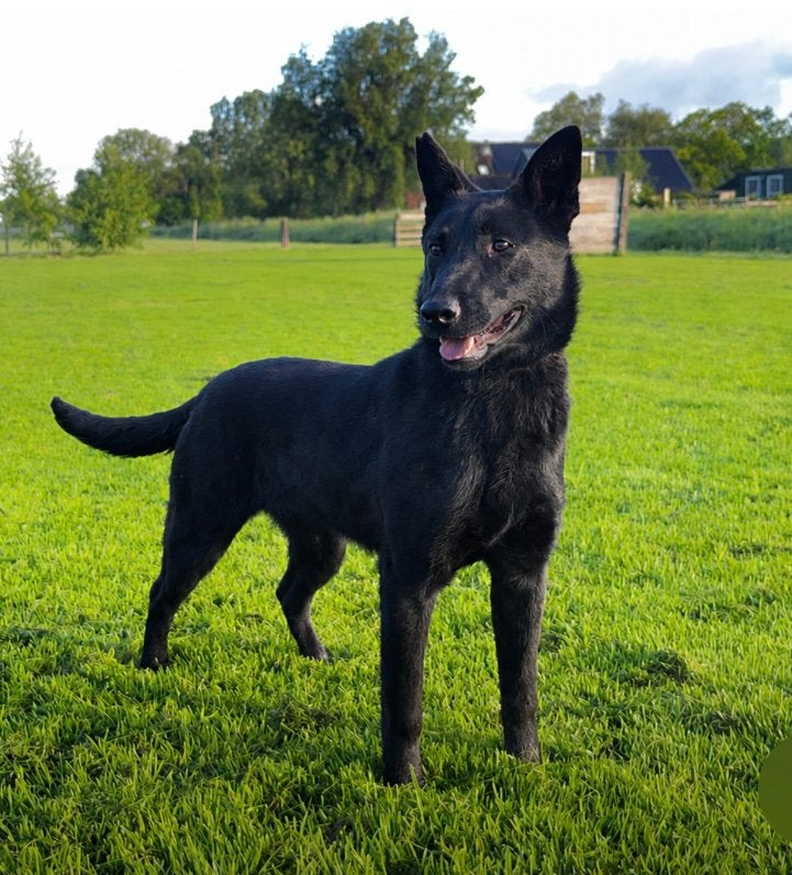 Super lief hollandse herder teefje te koop!, Dieren en Toebehoren, Honden | Herdershonden en Veedrijvers, 15 weken tot 1 jaar