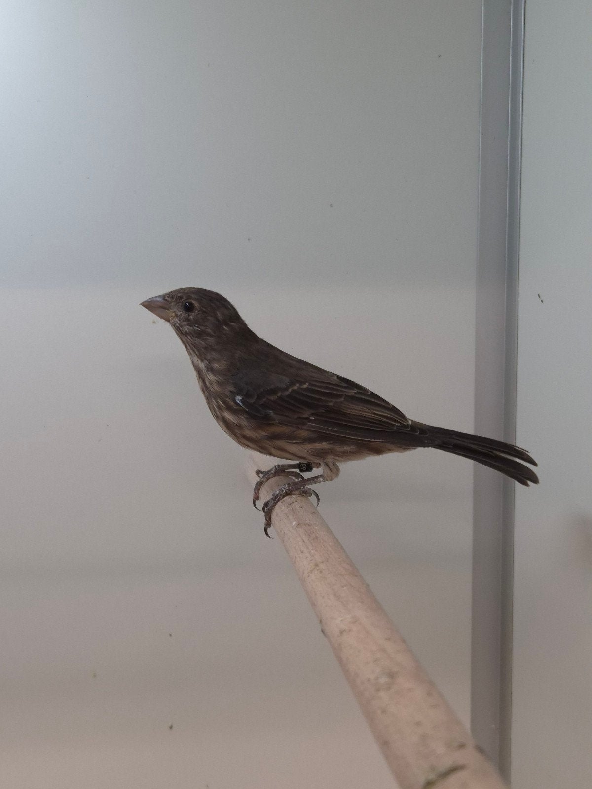 1-2 Mexicaanse roodmus, Meerdere dieren, Tropenvogel, Geringd