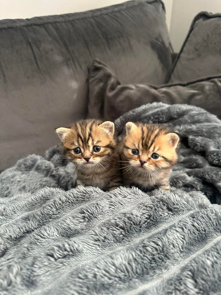 Prachtige Brits korthaar kittens - black golden tabby, Dieren en Toebehoren, Katten en Kittens | Raskatten | Korthaar, Meerdere dieren