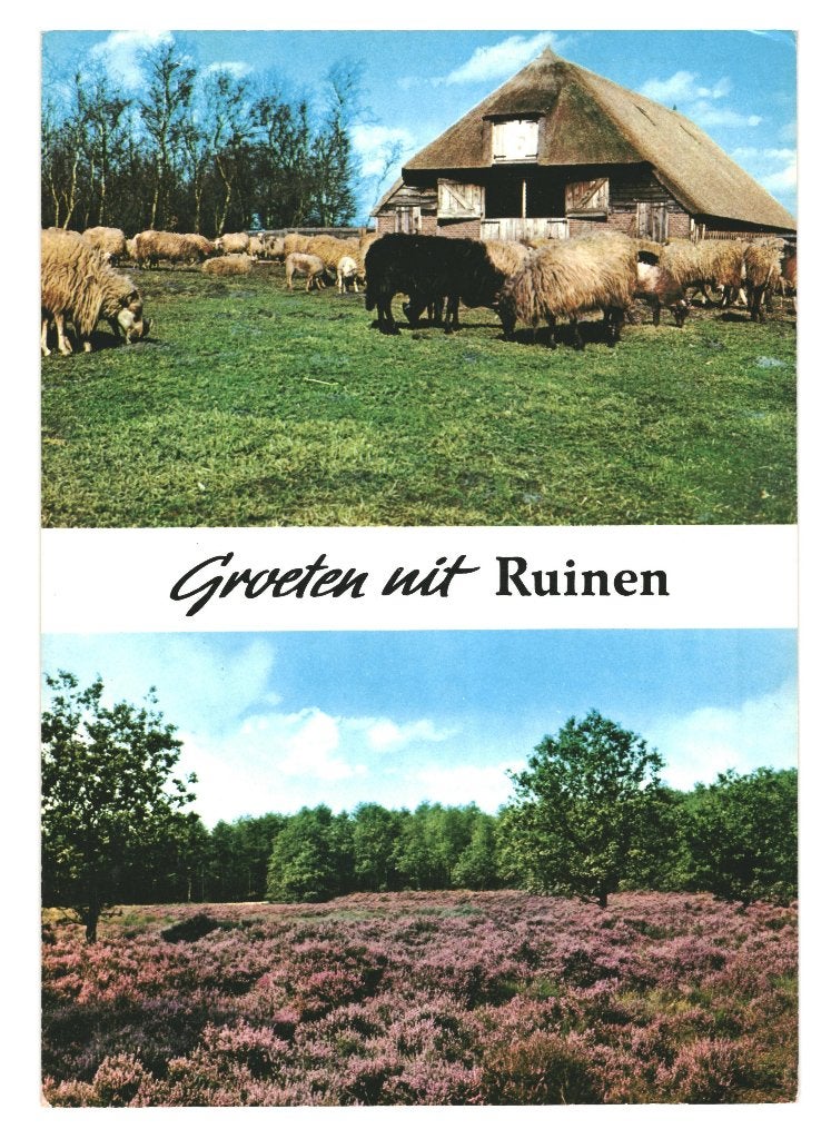 42394 Ruinen 80+  Dr Schaapskudde Gelopen met mooie zegel