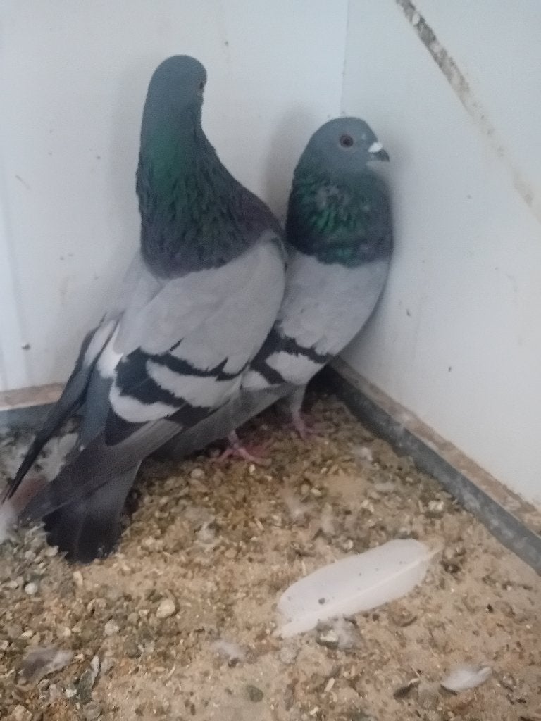 Mooie kroppers te koop, Dieren en Toebehoren, Vogels | Duiven, Meerdere dieren, Kropper