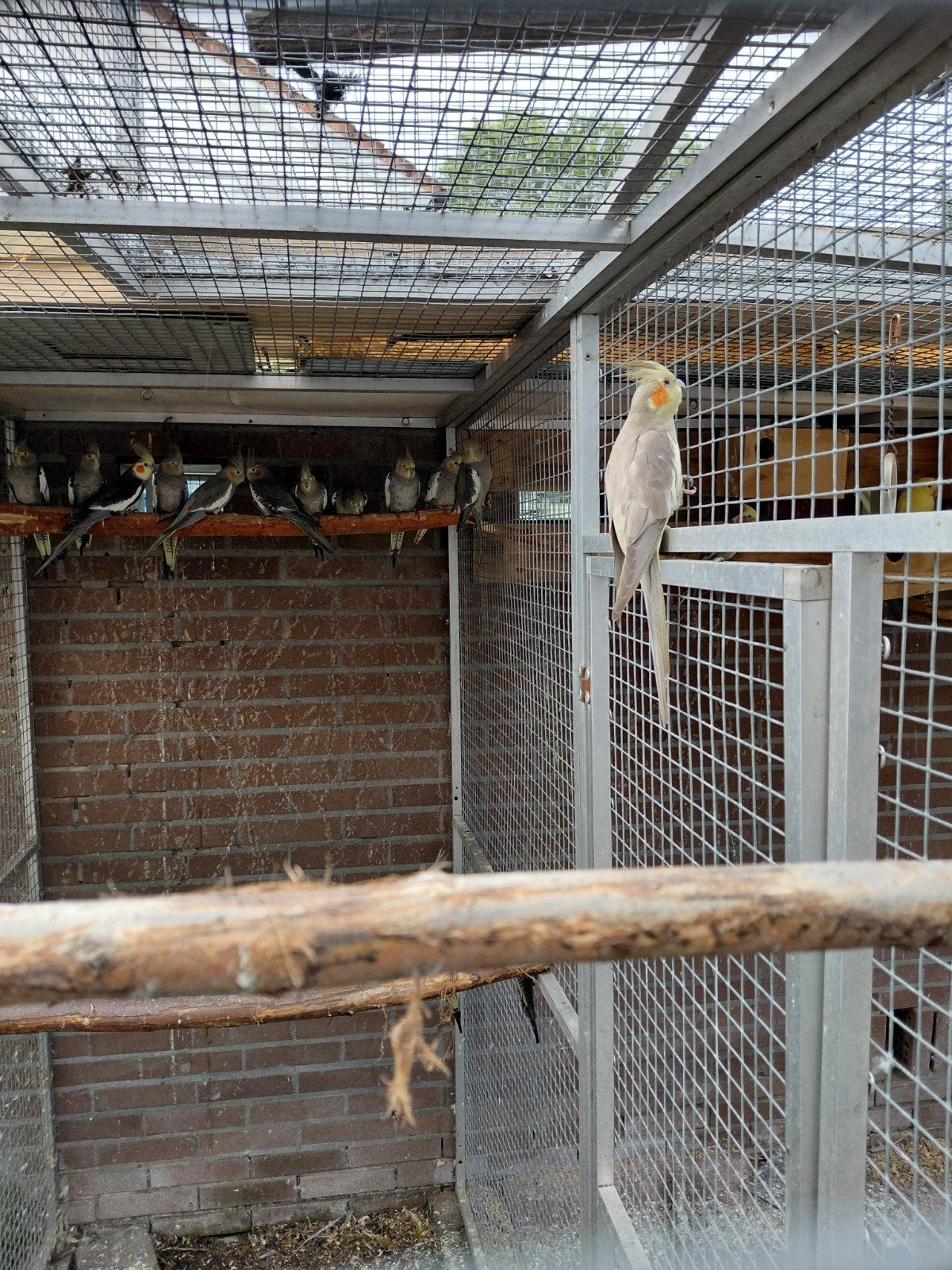 valkparkieten en halsband parkieten jongen en alexanders, Dieren en Toebehoren, Meerdere dieren, Parkiet, Geringd