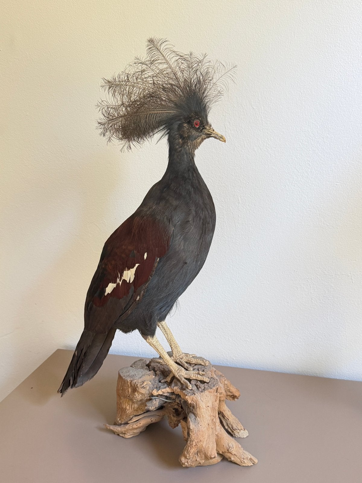 Opgezette kroonduif, Ophalen, Zo goed als nieuw, Vogel, Opgezet dier