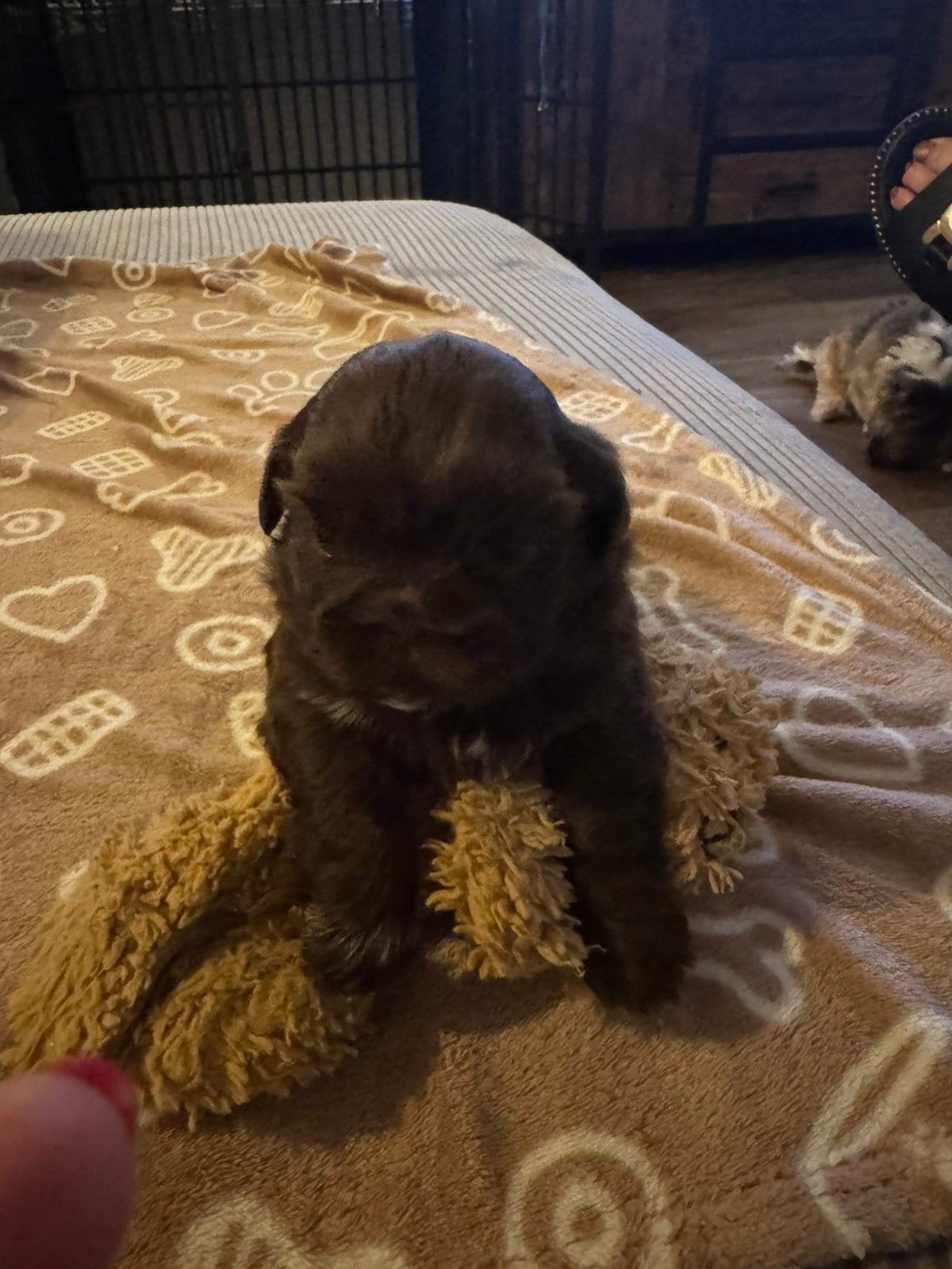 Nog 1 prachtige shitzu reutje choco te koop., Dieren en Toebehoren, Meerdere, Meerdere dieren, Klein, Nederland
