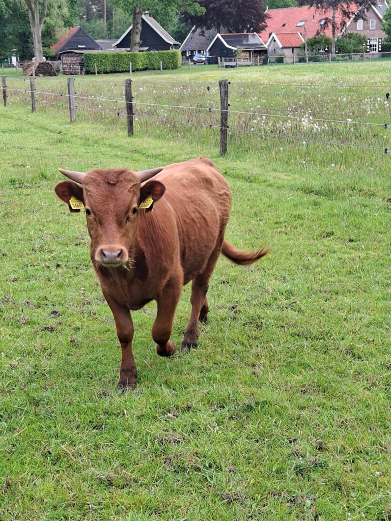 Dexter stier, Dieren en Toebehoren, Runderen, Mannelijk
