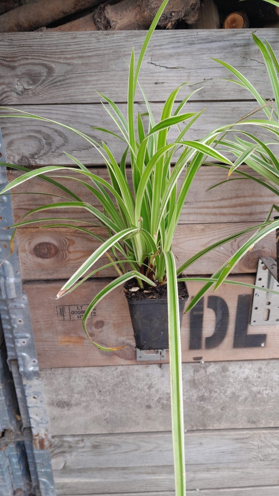 Carex everlime Japanse zegge siergras, groenblijvend, Ophalen, Vaste plant, Siergrassen, Halfschaduw