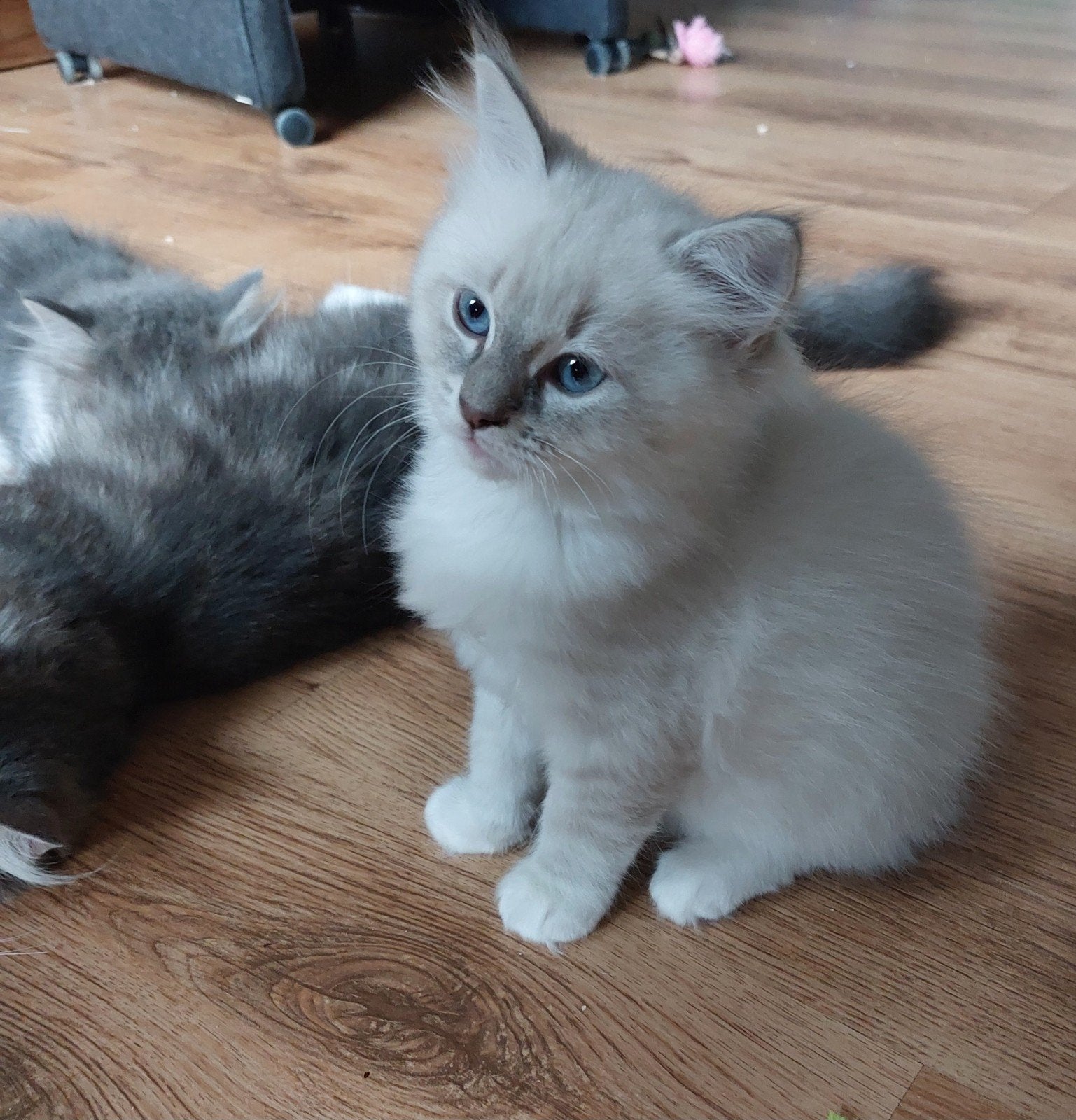 Prachtige Ragdoll kittens., Dieren en Toebehoren, Meerdere dieren, Gechipt