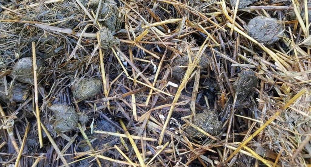 Gratis paardenmest op te halen!, Ophalen