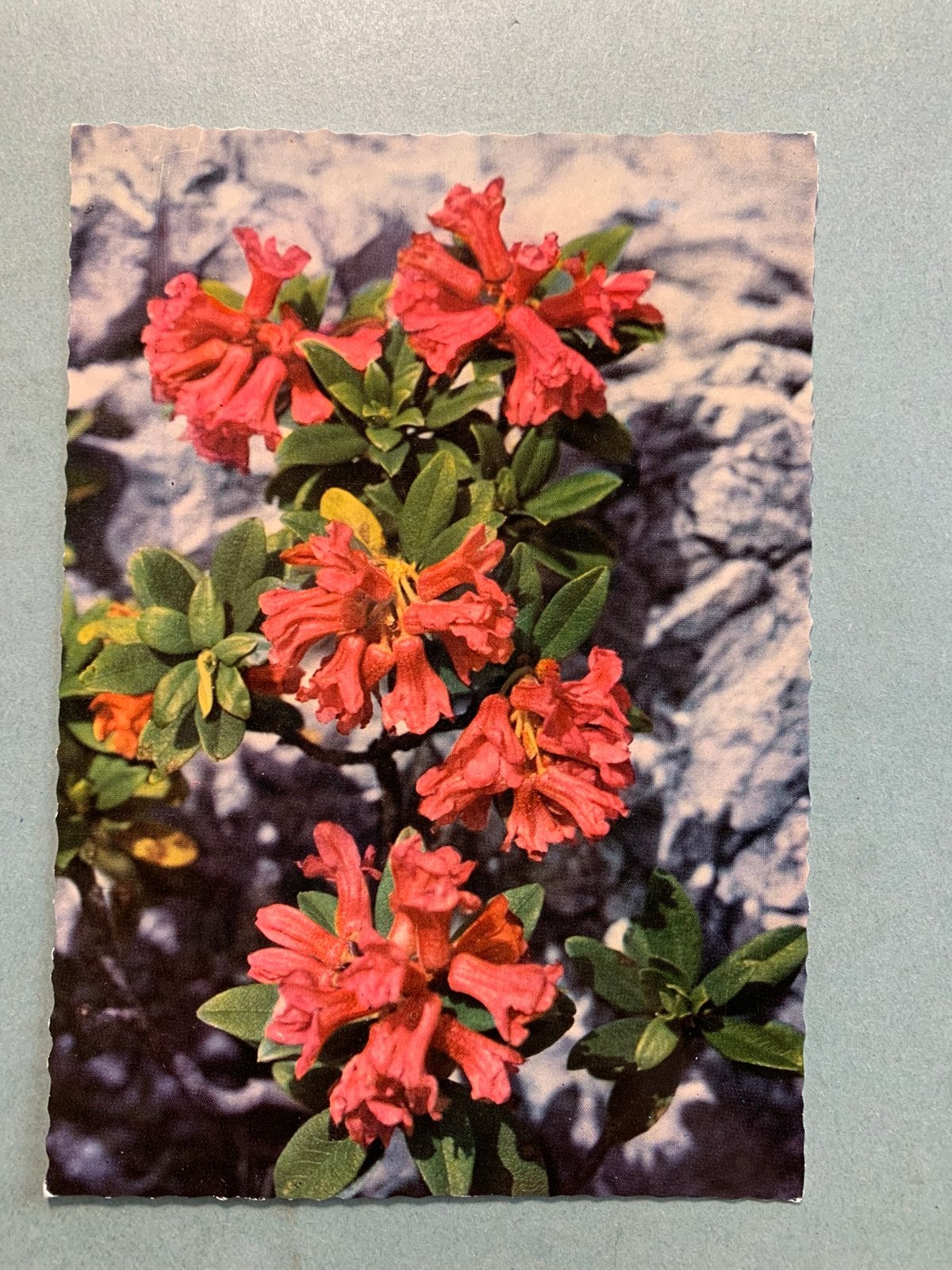 Rhododendron, Ophalen of Verzenden, 1960 tot 1980, Ongelopen, Natuur