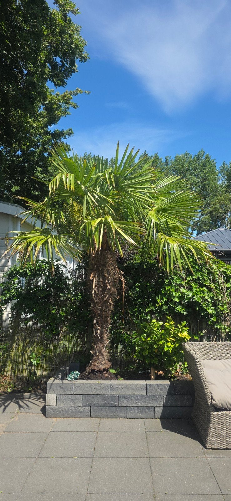 4 Palmbomen te koop in Tuitjenhorn, Ophalen of Verzenden