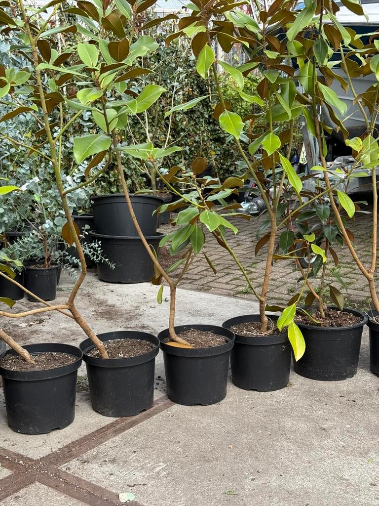 Magnolia grandiflora de nantes grote stuik blijft groen, Tuin en Terras, Ophalen, Overige soorten, Struik, 100 tot 250 cm