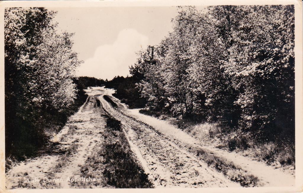 08042 Appelscha - In de duinen, Verzenden, 1940 tot 1960, Gelopen, Friesland