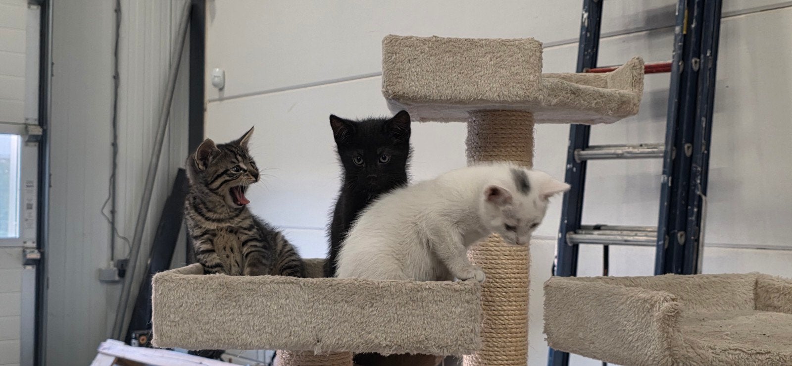 Kittens