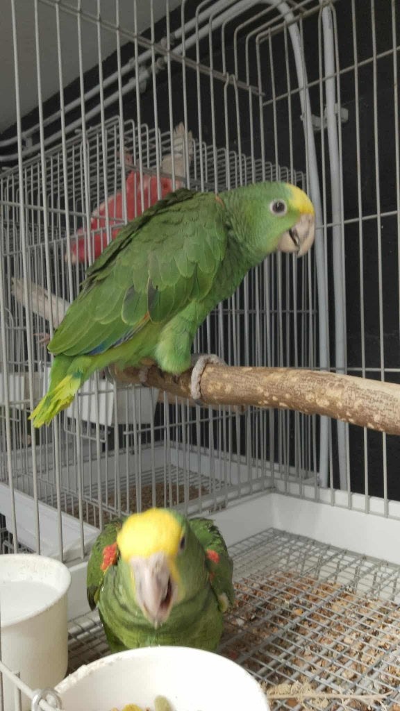 dubbelgeelkop amazone, Dieren en Toebehoren, Vrouwelijk, Papegaai, Tam