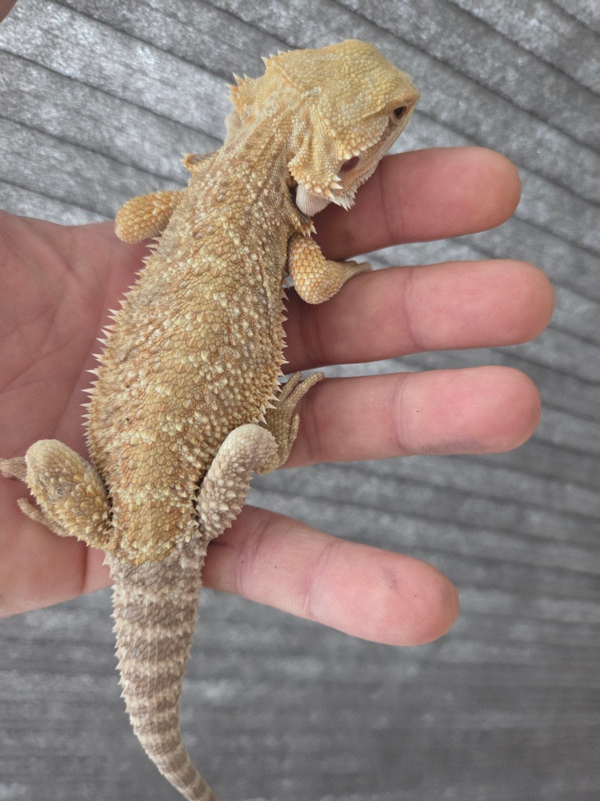 Baardagaam Pogona Vitticeps Citrus Normal Scale Bearded Dragon photo 4