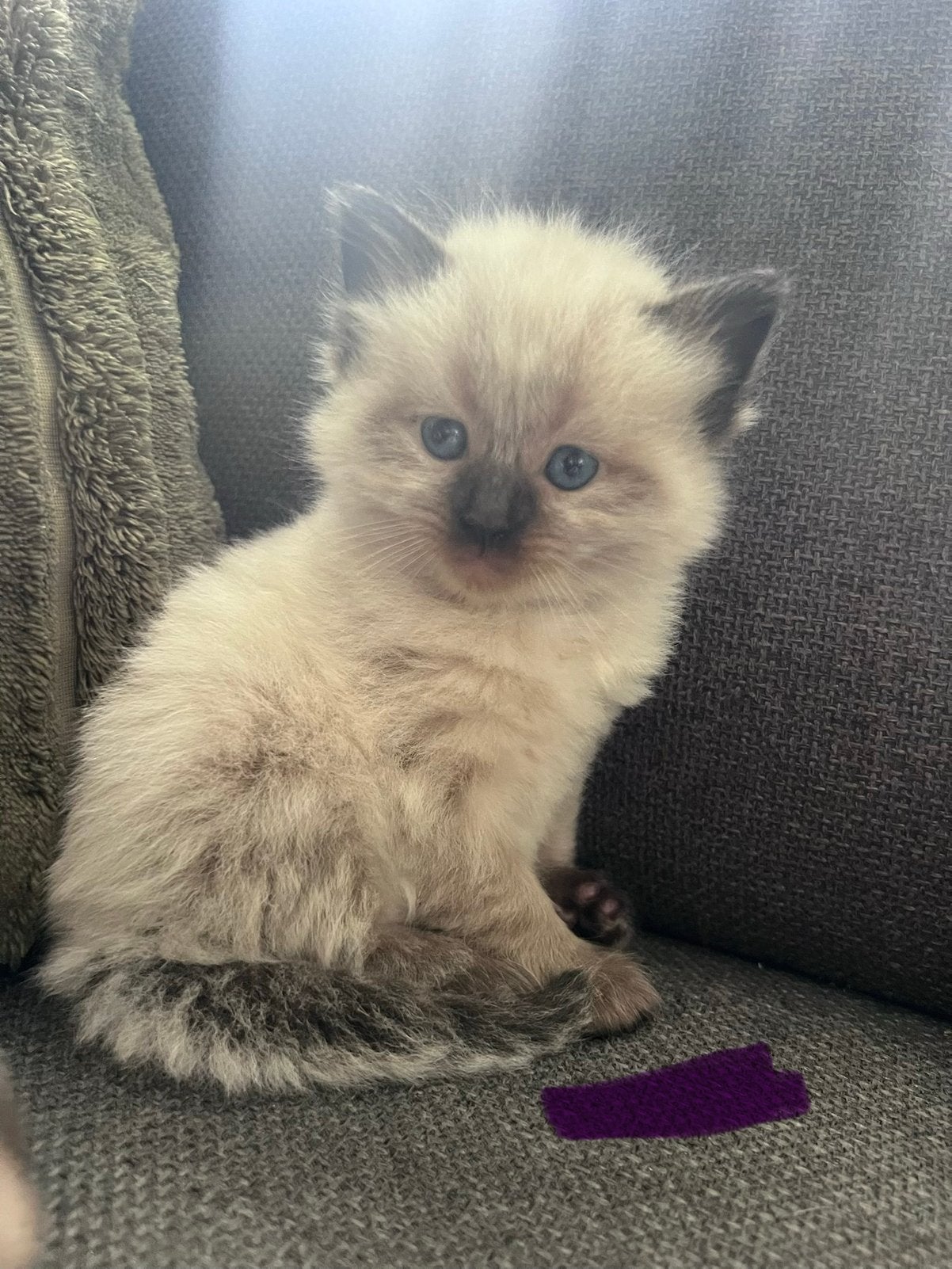 Prachtige Ragdoll kittens, Dieren en Toebehoren, Katten en Kittens | Raskatten | Langhaar, Meerdere dieren, 0 tot 2 jaar