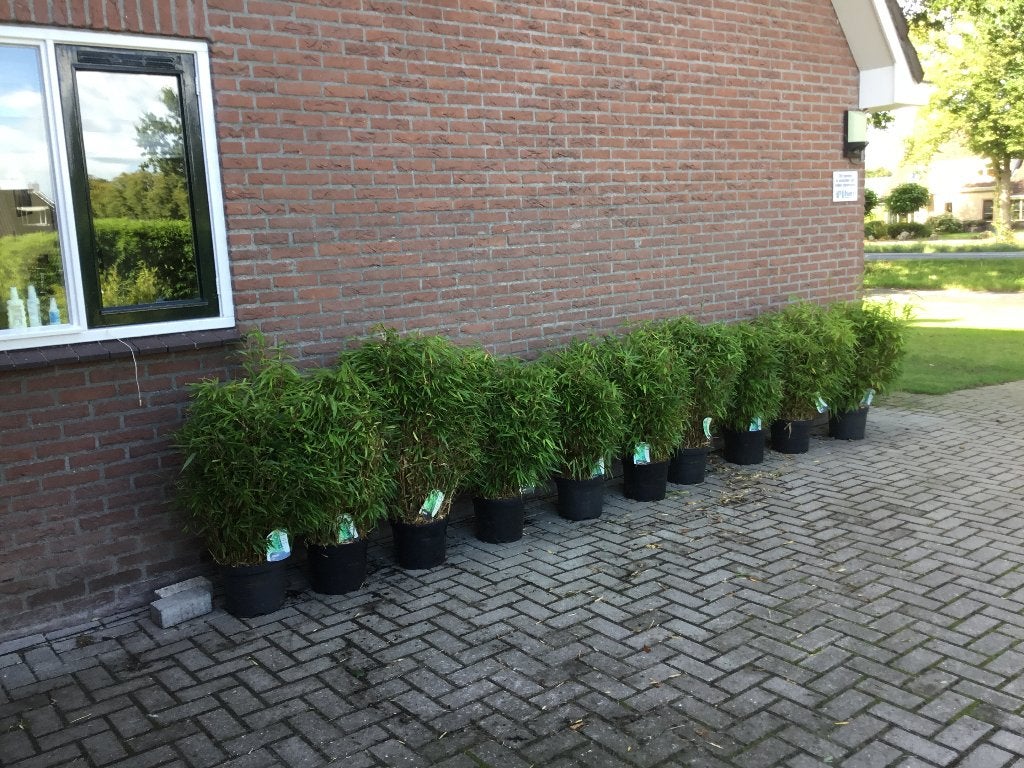 Fargesia Rufa, niet woekerende bamboe!!!, Tuin en Terras, Ophalen, Bamboe, Haag, 100 tot 250 cm