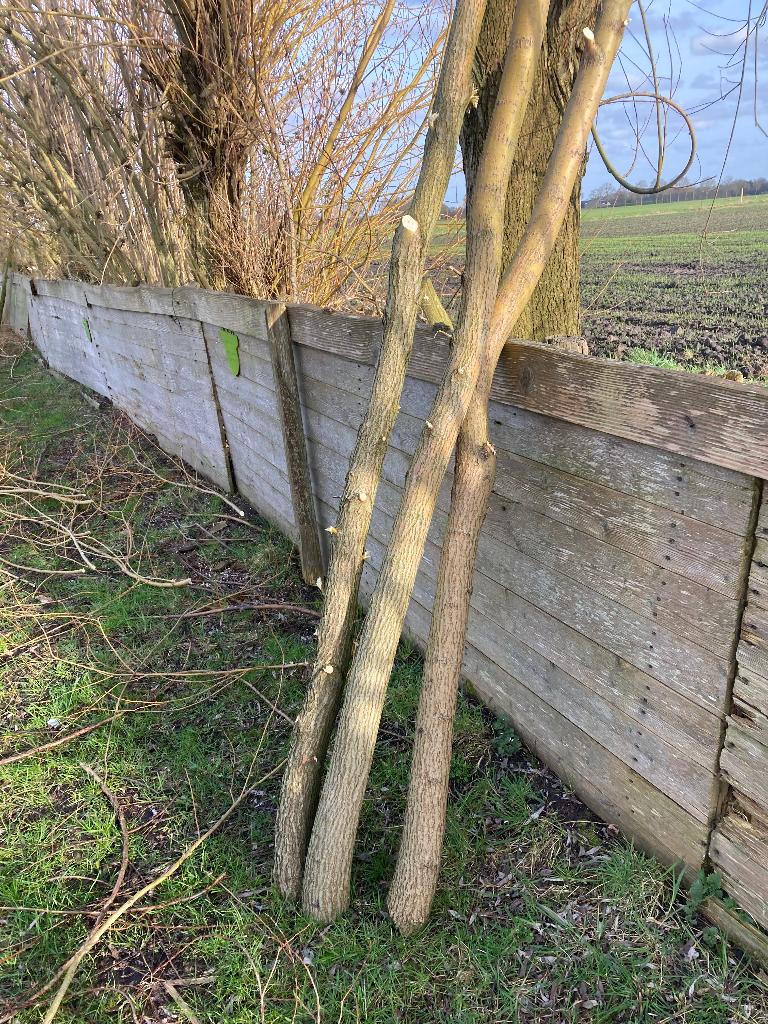 knotwilgen poters tenen takken, Tuin en Terras, Planten | Bomen, Overige soorten, Lente, 250 tot 400 cm, Ophalen