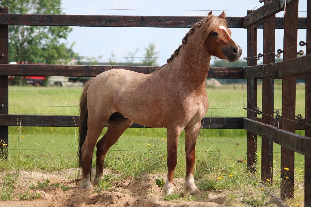 3 jarige Welsh A hengst Vosroan, Dieren en Toebehoren, Paarden, Hengst, Minder dan 160 cm, Met stamboom, 3 tot 6 jaar