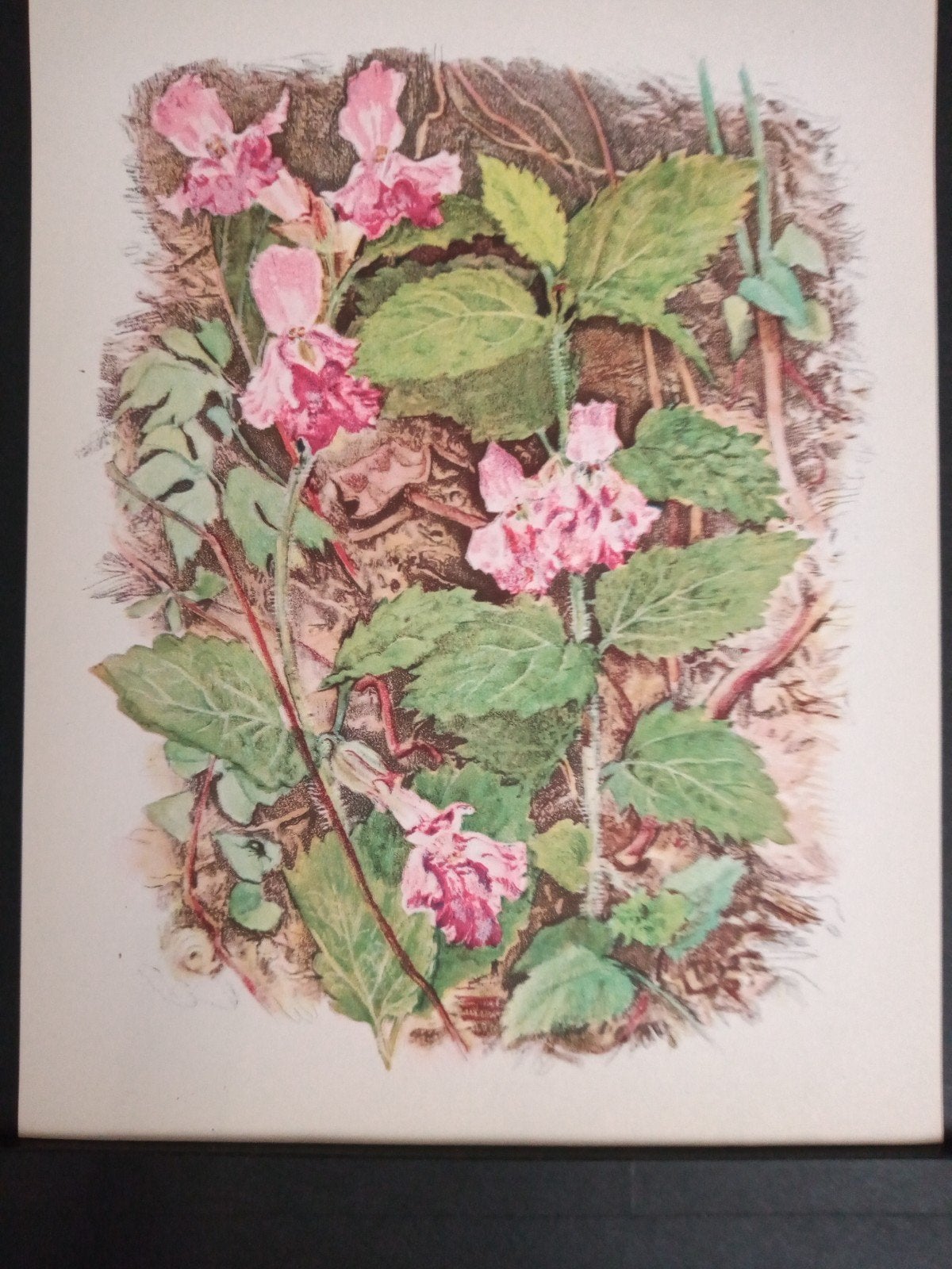 Botanische prent Bijenblad verder zie omschrijving getekend, Verzamelen, Natuur, Verzenden, Zo goed als nieuw, 1940 tot 1960