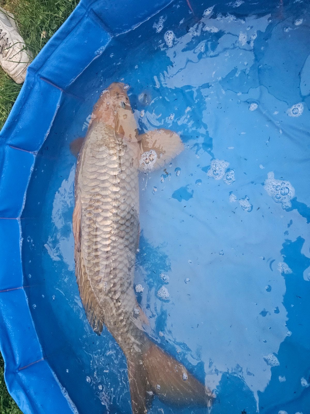 Koi karper Chagoi vrouwelijk ca 78cm +