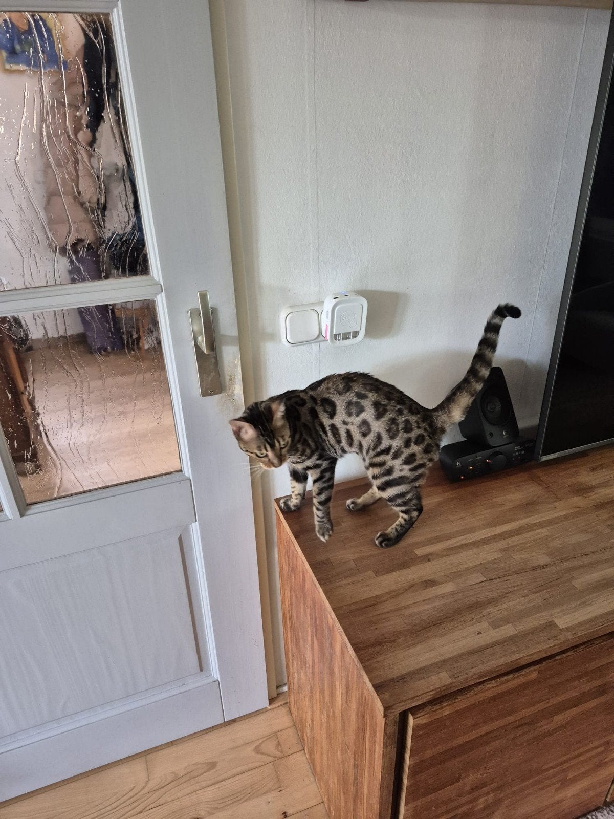 Mooie Bengaal, Dieren en Toebehoren, Poes, Gechipt, 0 tot 2 jaar