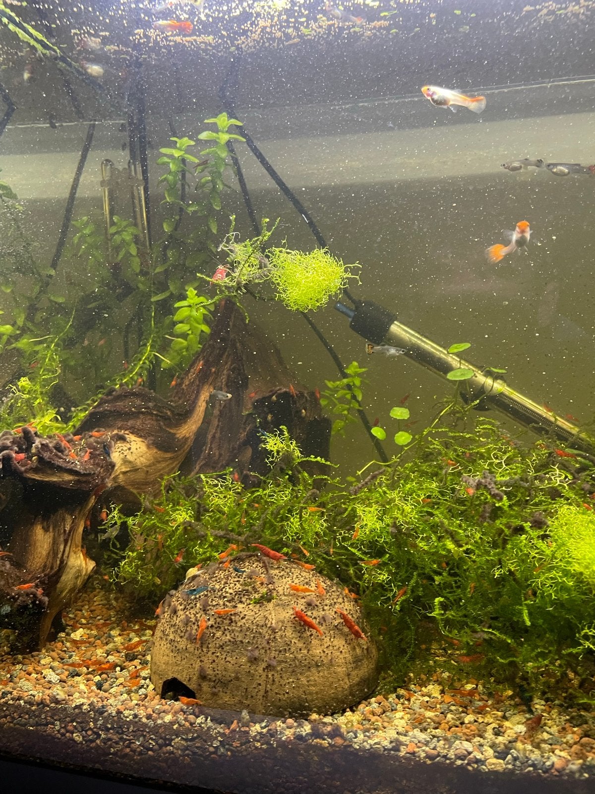Complete aquarium, Ophalen, Zo goed als nieuw, Gevuld zoetwateraquarium