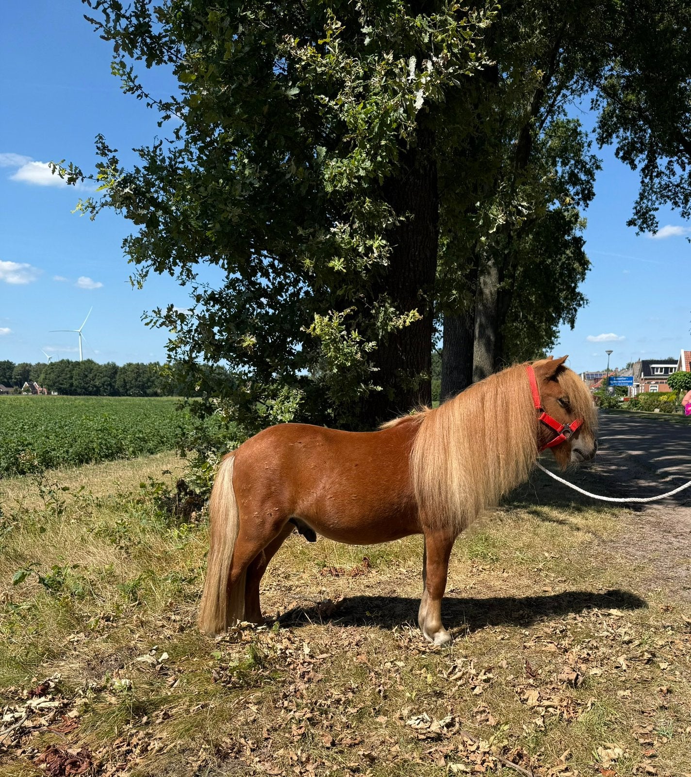 Super mooie lieve kinderpony shetlander ruin., Ruin, A pony (tot 1.17m), Ontwormd, 0 tot 2 jaar