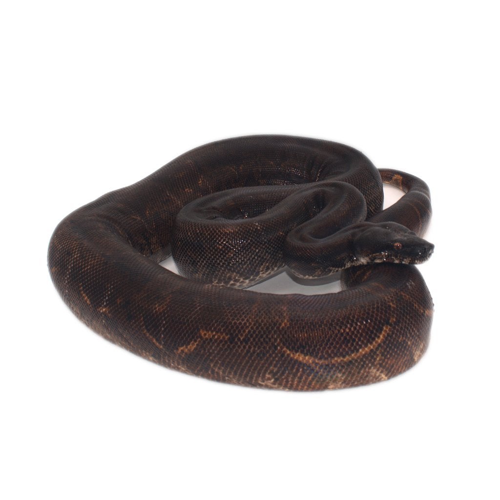 Boa Constrictor Imperator Litter 04 2026 Boa Constrictor photo 15