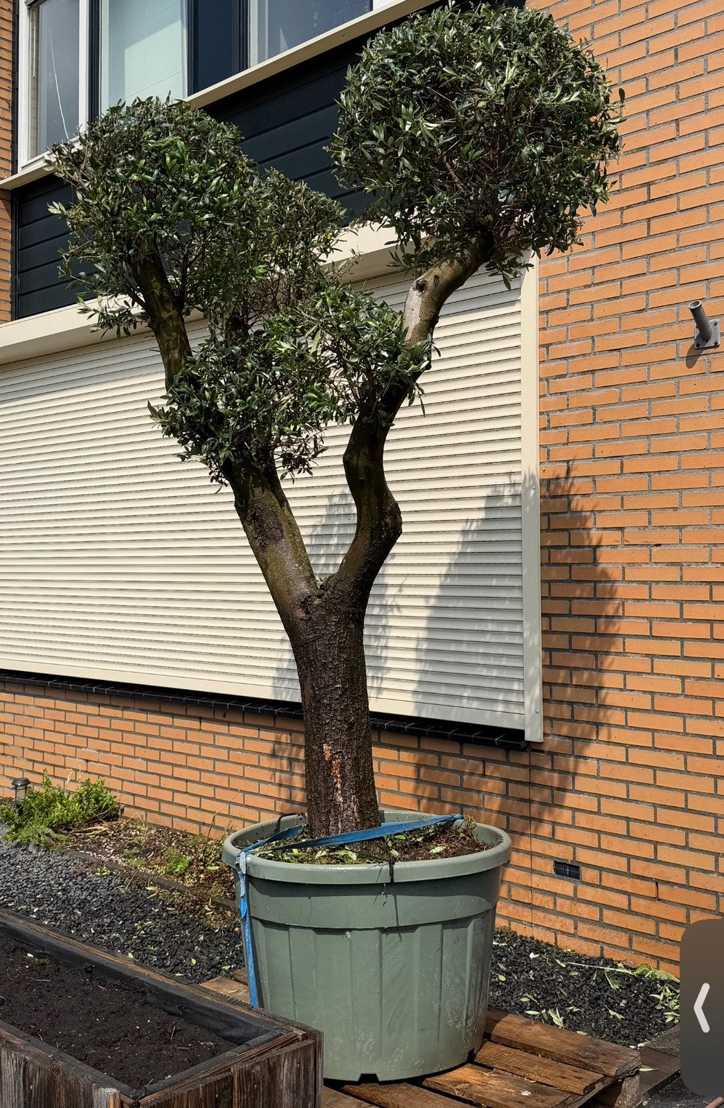 Olijfboom ‘Cloud’ vormsnoei, Tuin en Terras, Planten | Bomen, Volle zon, Ophalen of Verzenden, 100 tot 250 cm, Olijfboom