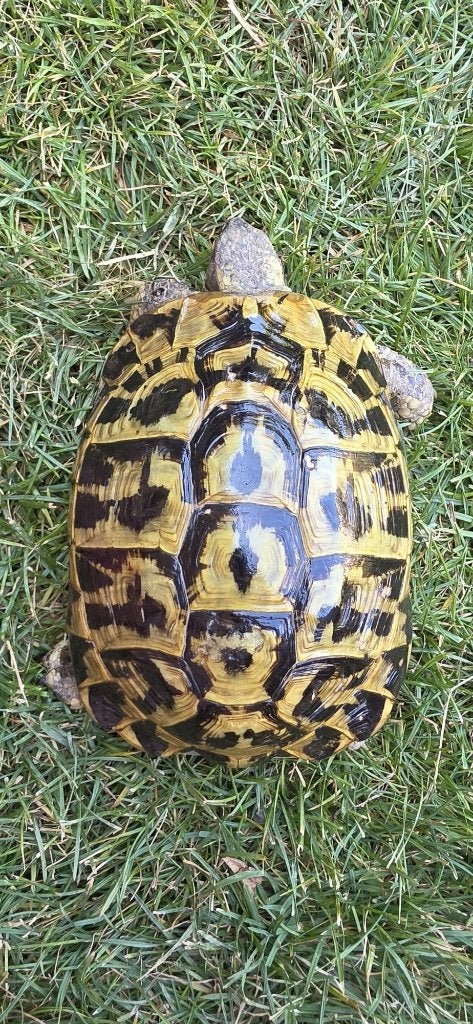 Kweekgroep Testudo hermanni hermanni (Etna) – Bewezen groep, Schildpad, Tam, 0 tot 2 jaar