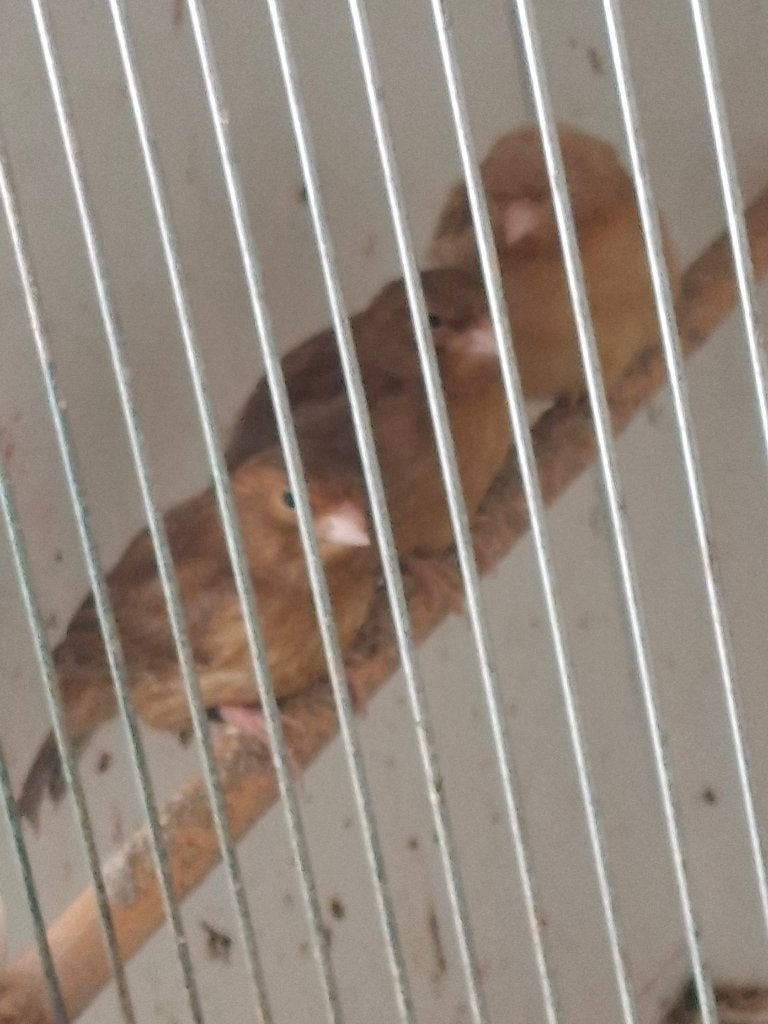 Te Koop Jong 1x Phaeo pop  1x Bruin pop en 3x Bruin Man 2026, Meerdere dieren, Kleurkanarie
