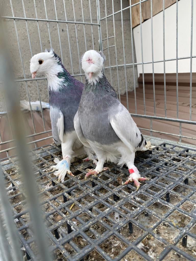 Super gok ala, Meerdere dieren, Postduif