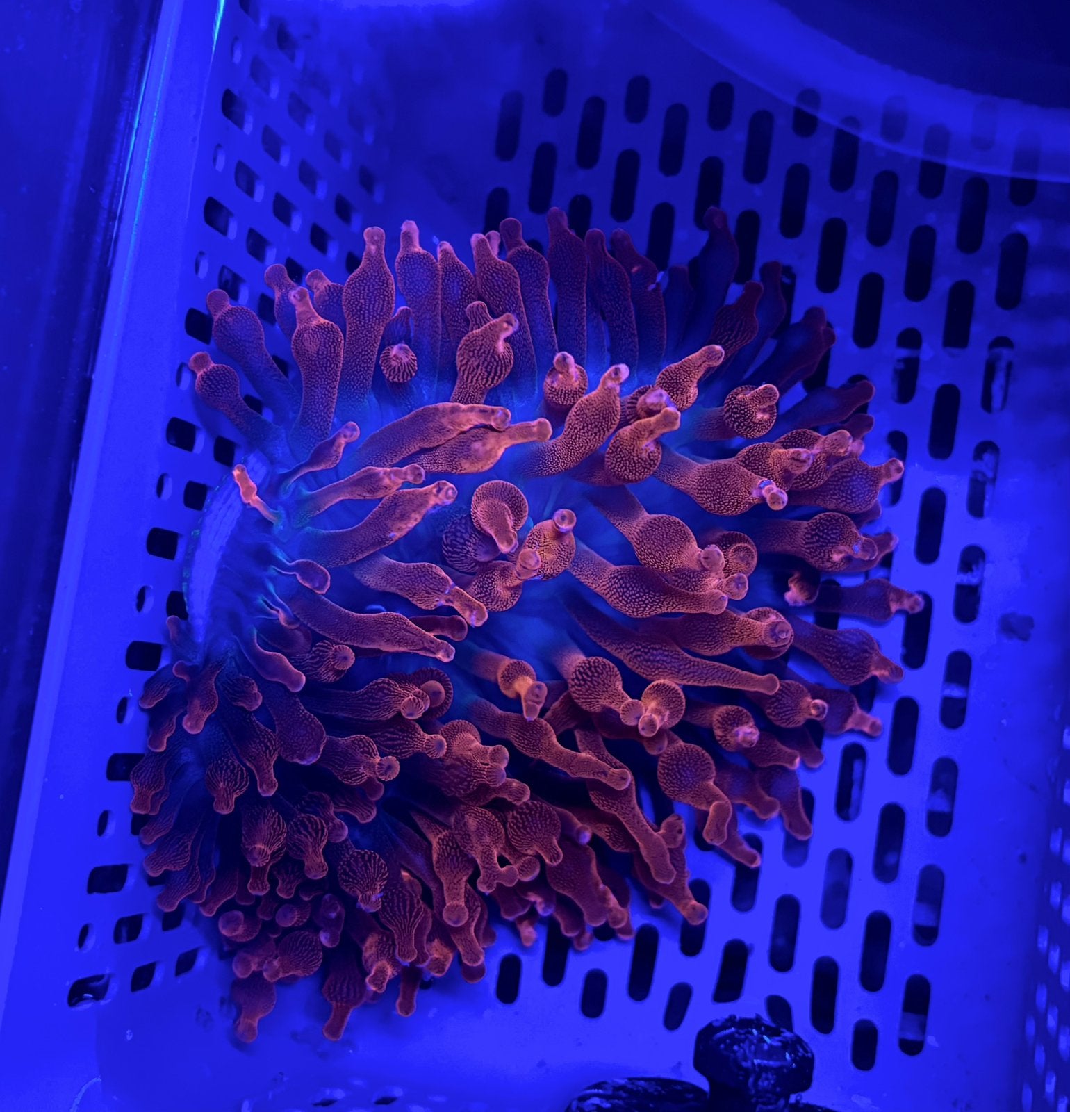 Rode bubble tip anemoon, Dieren en Toebehoren, Zoutwatervis