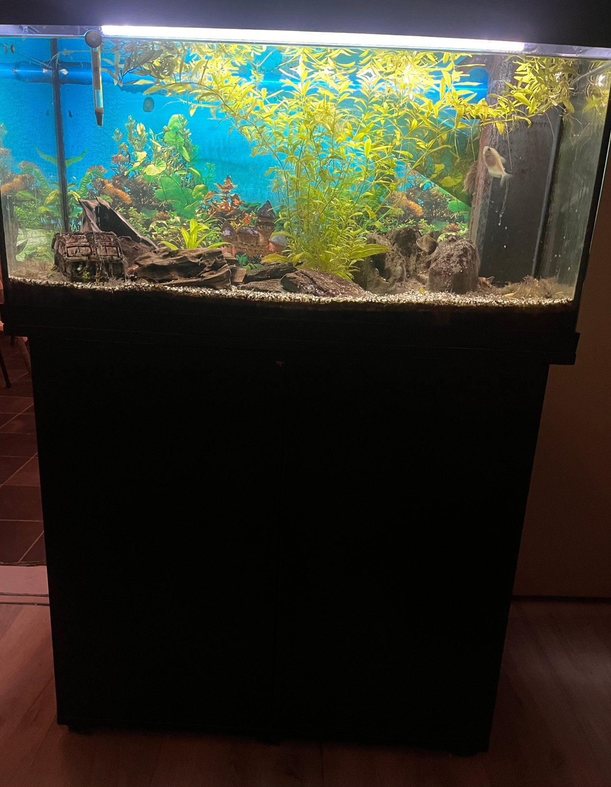 Juwel aquarium 80 liter, Ophalen, Gebruikt, Leeg aquarium