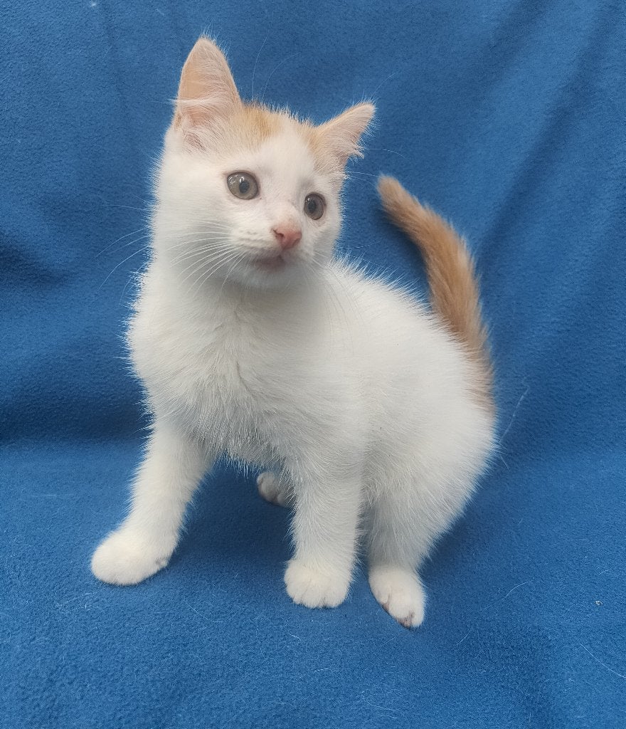 Leuk wit met rood katertje, Kater, Kortharig, 0 tot 2 jaar
