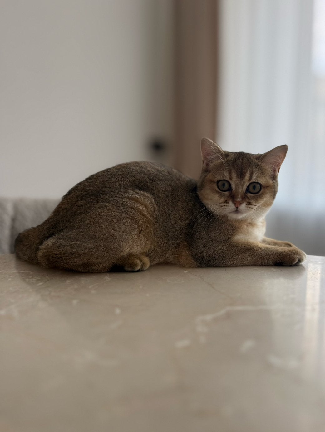 Mooie britse korthaar Golden Shaded, Dieren en Toebehoren, Katten en Kittens | Raskatten | Korthaar, Kater, Ontwormd