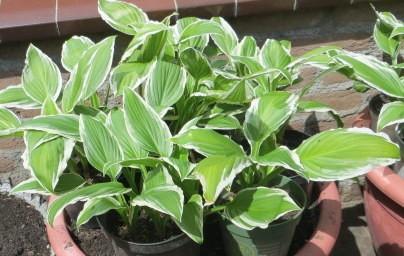 Hosta-s vaste plant per pot 1,00 euro, Tuin en Terras, Planten | Tuinplanten, Volle zon, Vaste plant, Zomer, Ophalen
