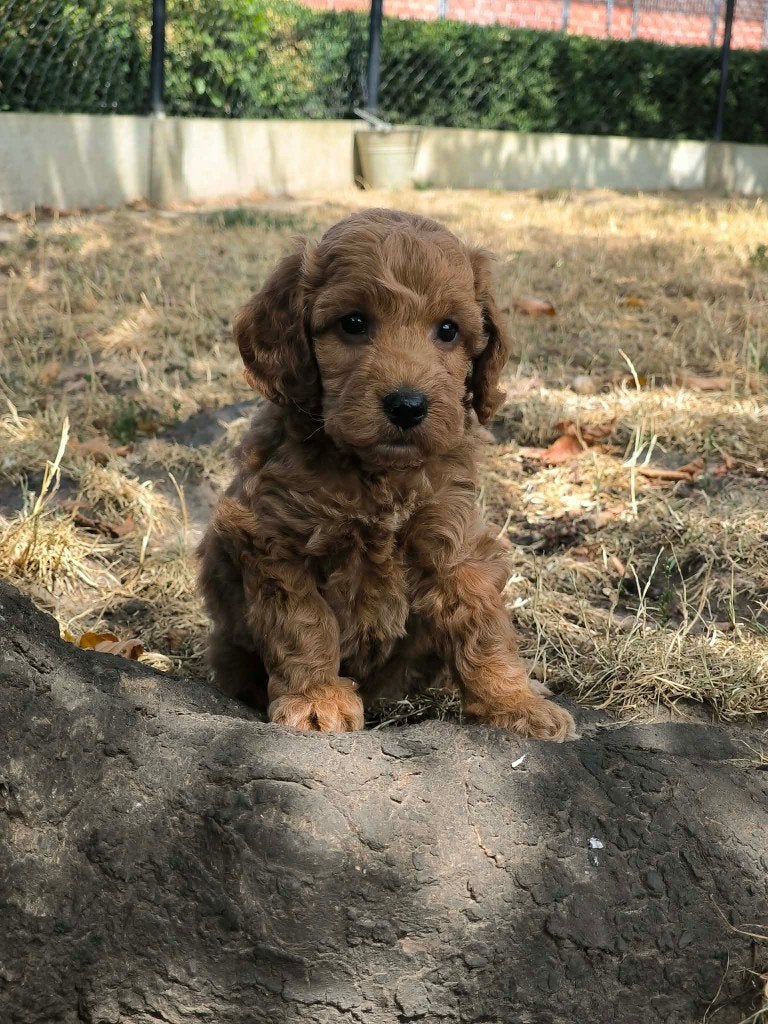 prachtige cockapoo pupjes bij ons geboren!!, Parvo, België, 8 tot 15 weken, Meerdere