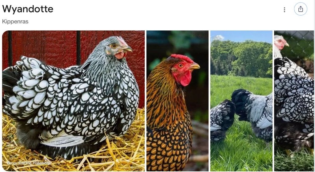 Gezocht 3 Kriel kippen, Vrouwelijk, Kip