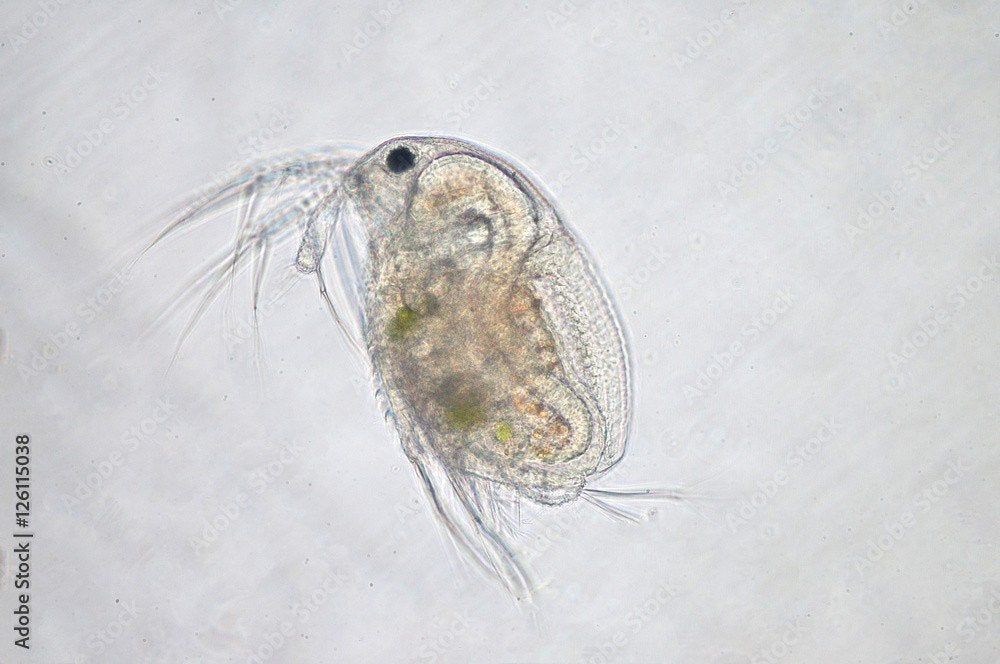 Moina macrocopa startcultuur, Ophalen of Verzenden, Nieuw