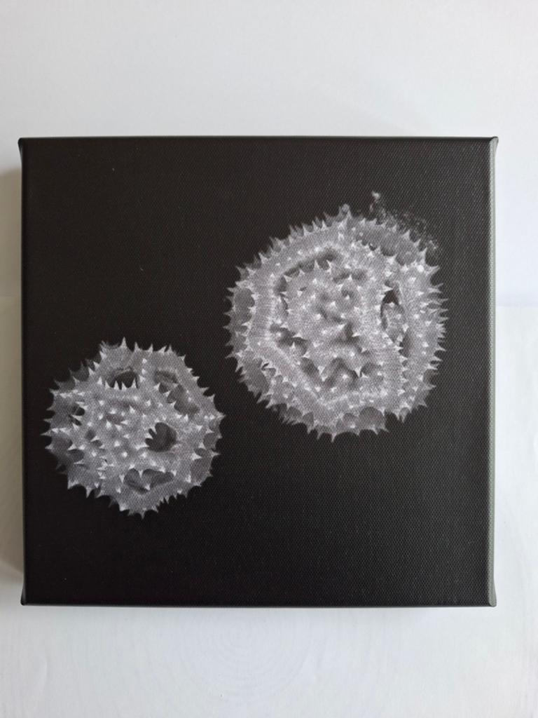 Microscopische opname stuifmeel paardebloem; canvas 20x20 cm, Ophalen of Verzenden