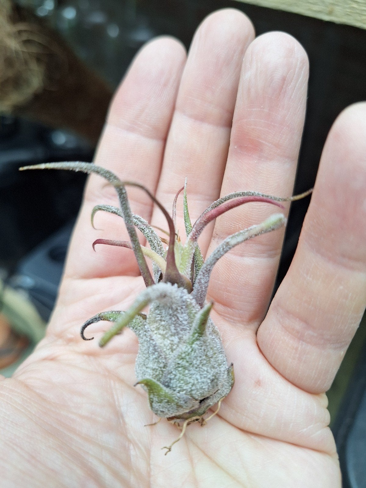 Tillandsia pruinosa red, Ophalen of Verzenden, Halfschaduw, Minder dan 100 cm