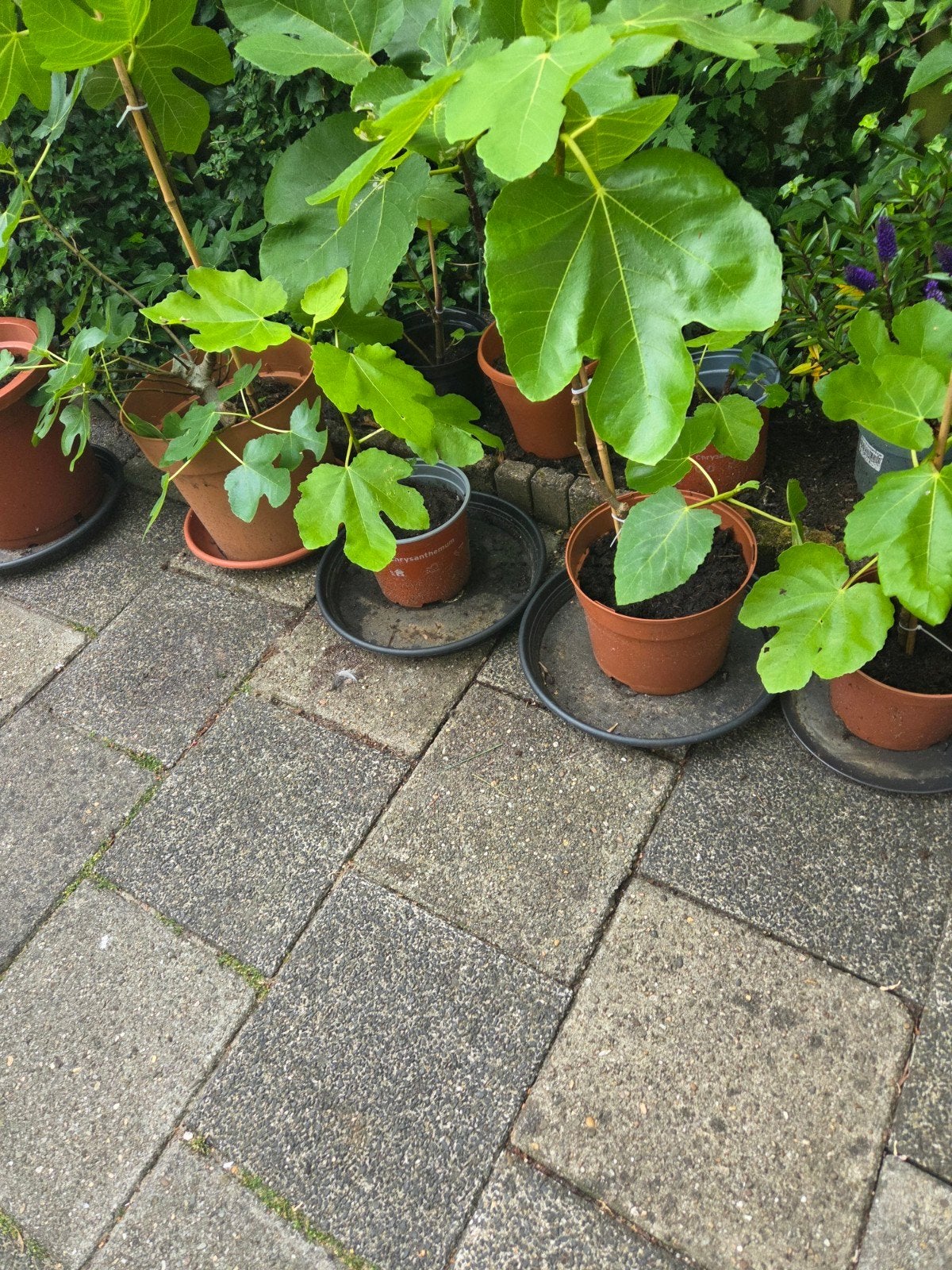 2 Vijgenplanten, Ophalen, Volle zon