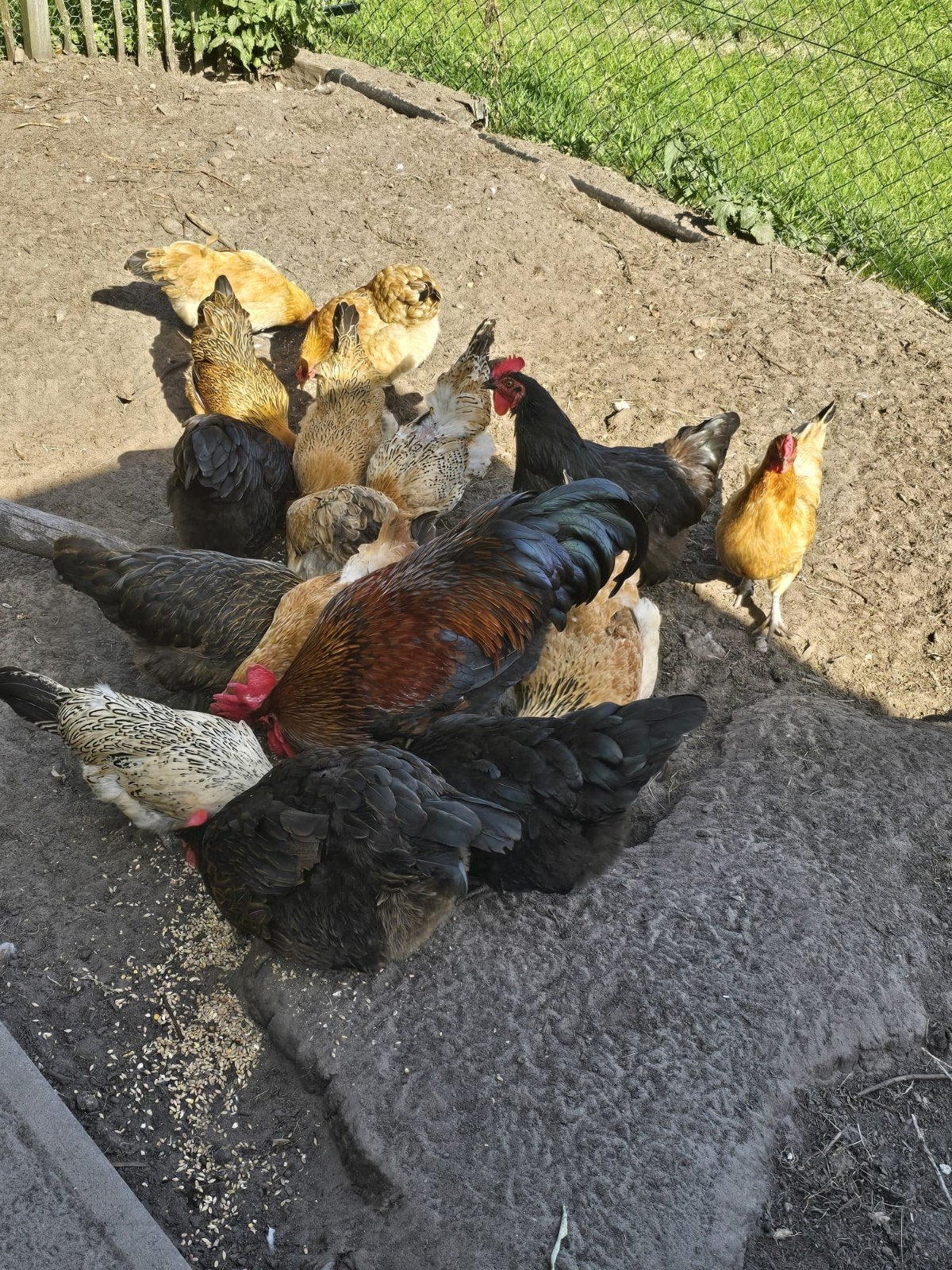 15 kippen en 1 haan, Meerdere dieren, Kip