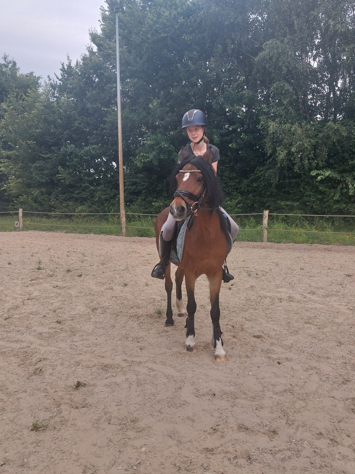 ik zoek een verzorgpony, Dieren en Toebehoren, Ophalen of Verzenden, Nieuw