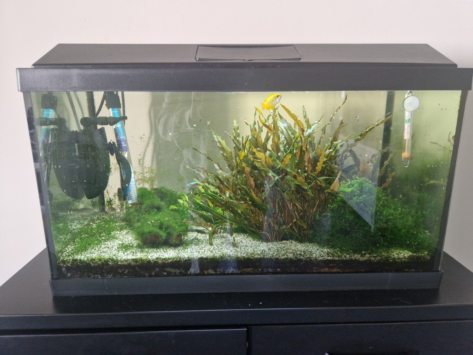 Platy aquarium 54 liter met Co2 systeem, Ophalen, Gebruikt, Overige merken, Inclusief vissen