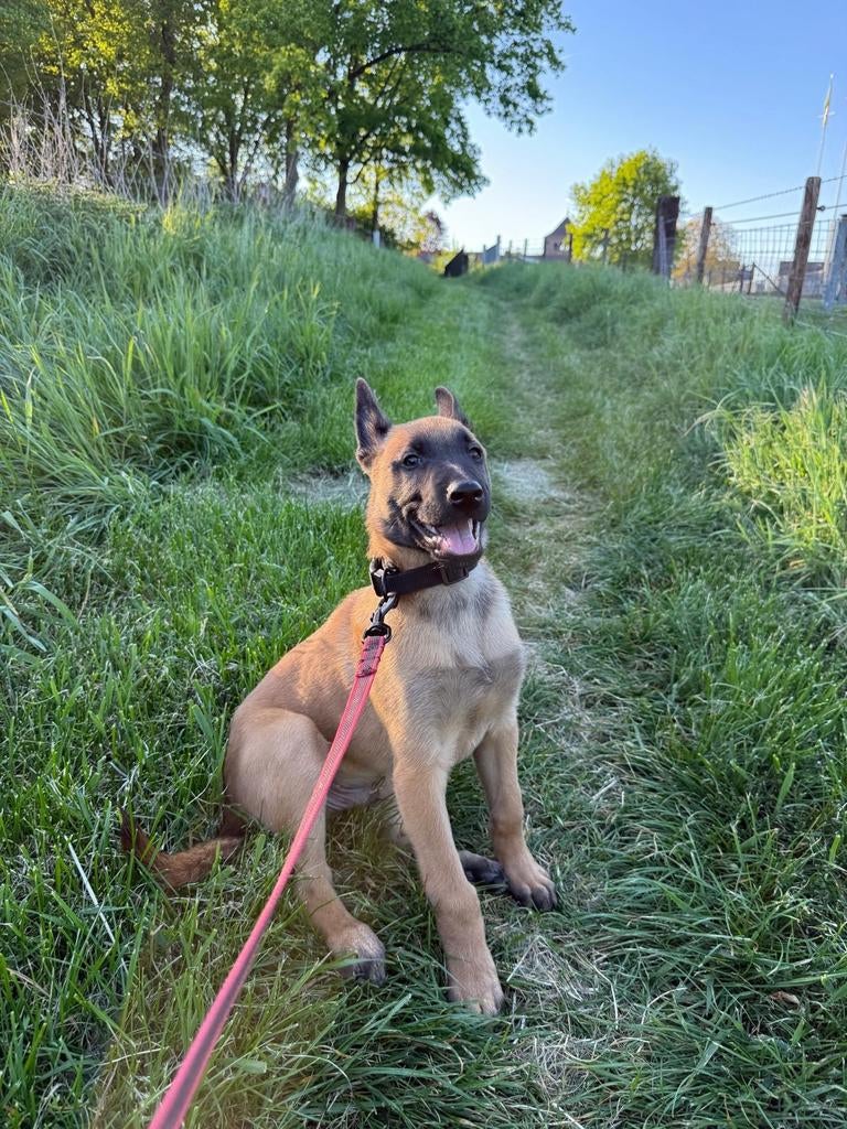 Zeer vrije mechelse herder pup mooie rood, en zwart masker, Dieren en Toebehoren, Reu, Eén hond, Herder, Nederland