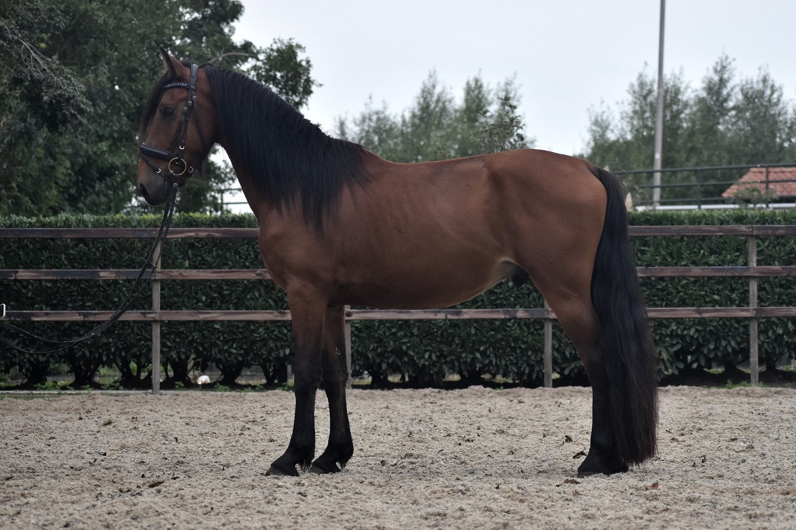 Super brave en lieve fries x rijpaard ruin, E pony (1.48m - 1.57m), B, Ruin, Gechipt